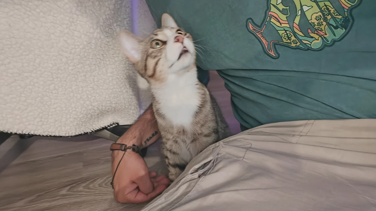 Luca, a gray-and-white tabby cat, looking upward while sitting beside Jay